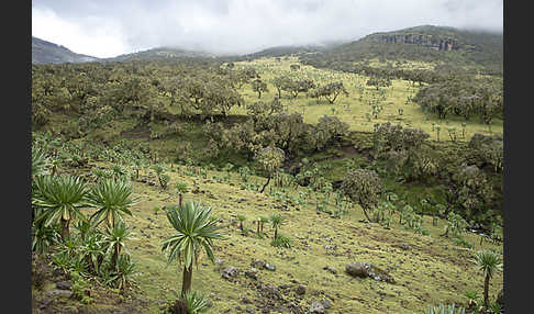 Aethiopien (Ethiopia)