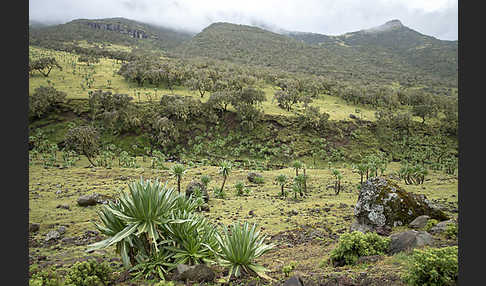 Aethiopien (Ethiopia)