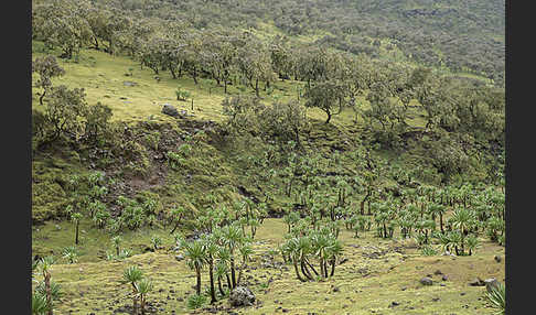 Aethiopien (Ethiopia)