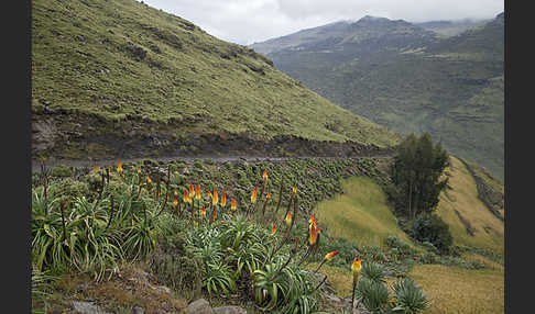 Fackellilie (Kniphofia foliosa)