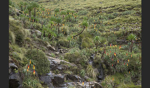 Fackellilie (Kniphofia foliosa)