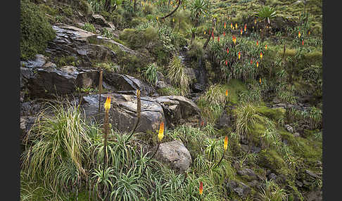 Fackellilie (Kniphofia foliosa)