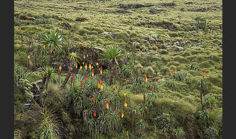 Fackellilie (Kniphofia foliosa)