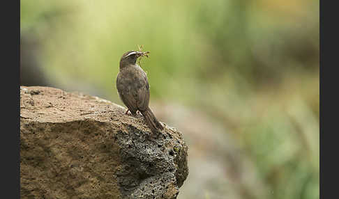 Rüppell-Girlitz (Serinus tristriatus)