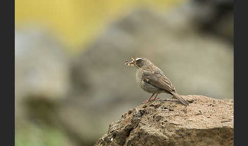 Rüppell-Girlitz (Serinus tristriatus)