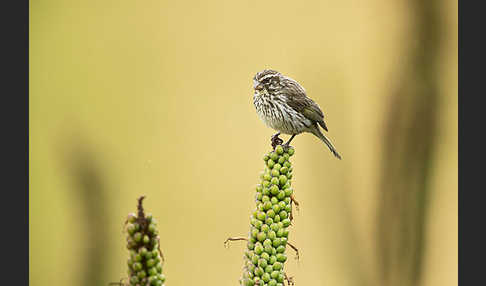 Strichelgirlitz (Serinus striolatus)