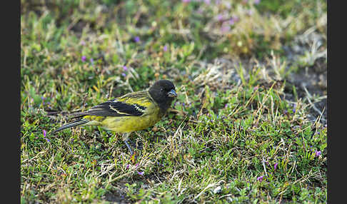 Schwarzkopfgirlitz (Serinus nigriceps)