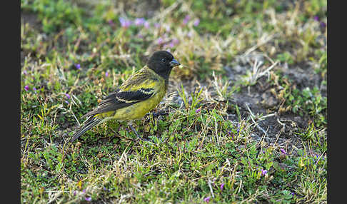 Schwarzkopfgirlitz (Serinus nigriceps)