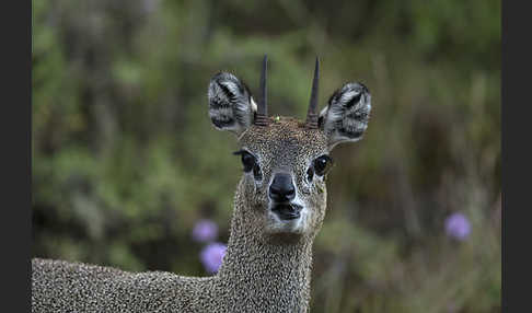 Somali-Klippspringer (Oreotragus somalicus)