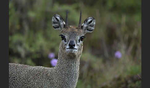 Somali-Klippspringer (Oreotragus somalicus)