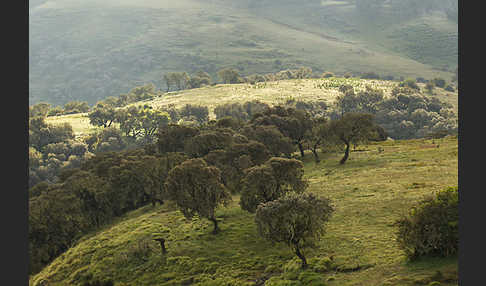 Aethiopien (Ethiopia)