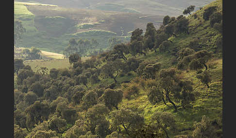 Aethiopien (Ethiopia)