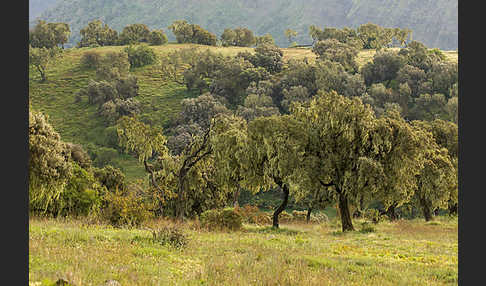 Aethiopien (Ethiopia)