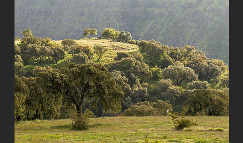 Aethiopien (Ethiopia)