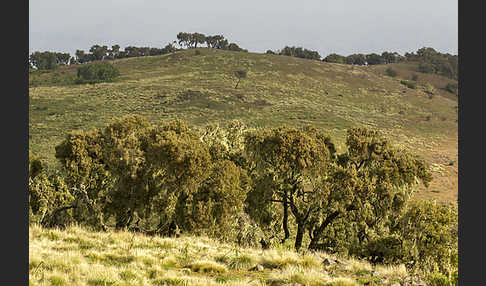 Aethiopien (Ethiopia)