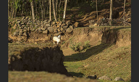 Aethiopien (Ethiopia)