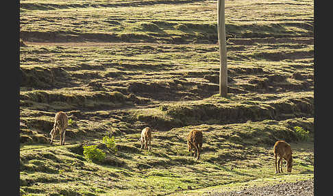 Aethiopien (Ethiopia)