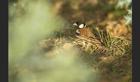 Weißwangenlerche (Eremopterix leucotis)