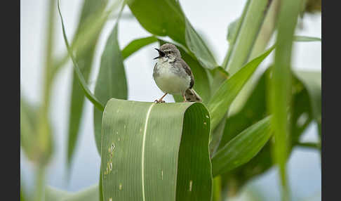 Rotstirnprinie (Prinia rufifrons)