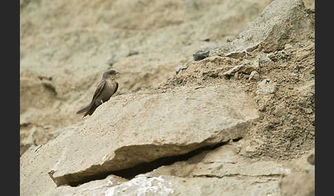 Rostkehlschwalbe (Ptyonoprogne fuligula fusciventris)