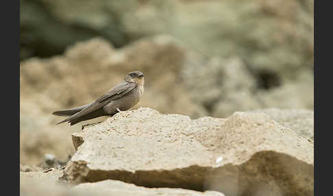 Rostkehlschwalbe (Ptyonoprogne fuligula fusciventris)