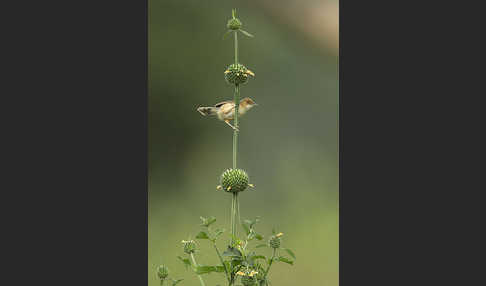 Rotkopf-Cistensänger (Cisticola ruficeps)