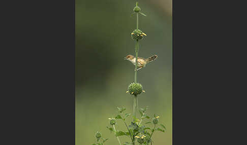 Rotkopf-Cistensänger (Cisticola ruficeps)