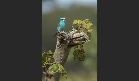 Senegalracke (Coracias abyssinicus)