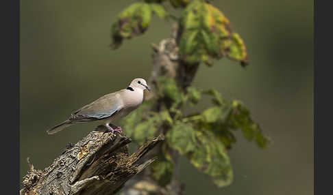 Röteltaube (Streptopelia vinacea)