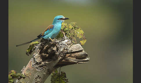 Senegalracke (Coracias abyssinicus)