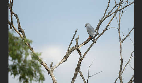 Sperberbussard (Kaupifalco monogrammicus)