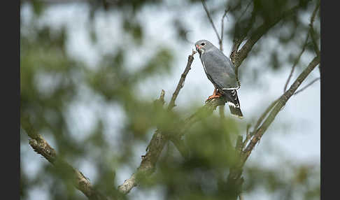 Sperberbussard (Kaupifalco monogrammicus)