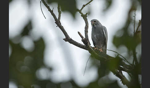 Sperberbussard (Kaupifalco monogrammicus)