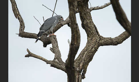 Sperberbussard (Kaupifalco monogrammicus)