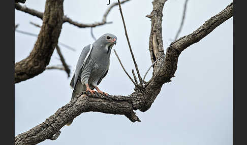 Sperberbussard (Kaupifalco monogrammicus)