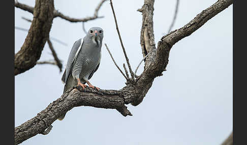 Sperberbussard (Kaupifalco monogrammicus)