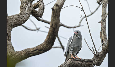 Sperberbussard (Kaupifalco monogrammicus)