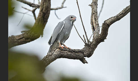 Sperberbussard (Kaupifalco monogrammicus)