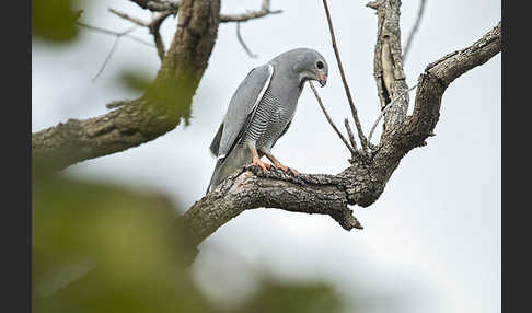 Sperberbussard (Kaupifalco monogrammicus)