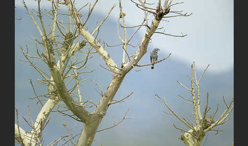 Sperberbussard (Kaupifalco monogrammicus)