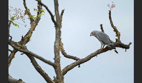 Sperberbussard (Kaupifalco monogrammicus)