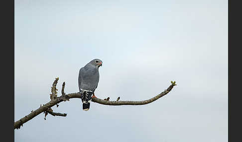 Sperberbussard (Kaupifalco monogrammicus)