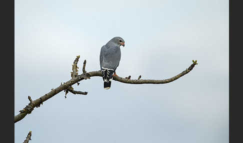 Sperberbussard (Kaupifalco monogrammicus)