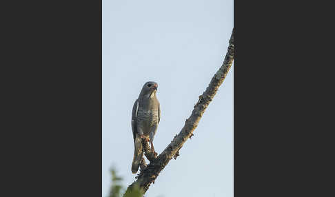 Sperberbussard (Kaupifalco monogrammicus)