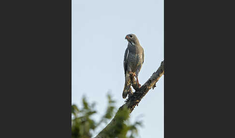 Sperberbussard (Kaupifalco monogrammicus)