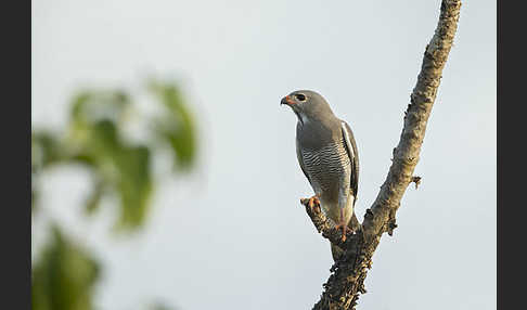 Sperberbussard (Kaupifalco monogrammicus)