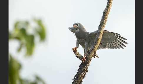 Sperberbussard (Kaupifalco monogrammicus)