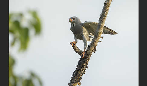 Sperberbussard (Kaupifalco monogrammicus)