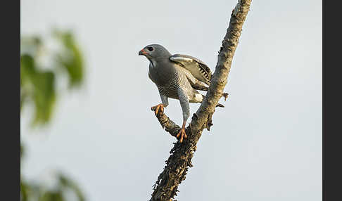 Sperberbussard (Kaupifalco monogrammicus)