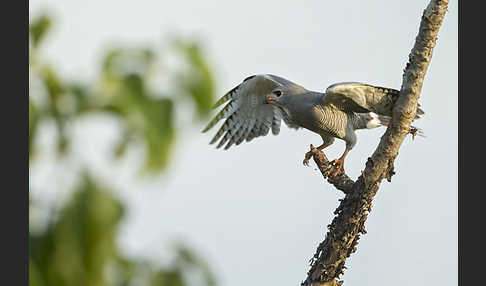 Sperberbussard (Kaupifalco monogrammicus)